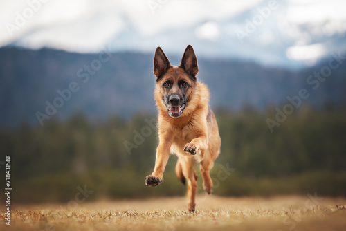 springender laufender altdeutscher Schäferhund