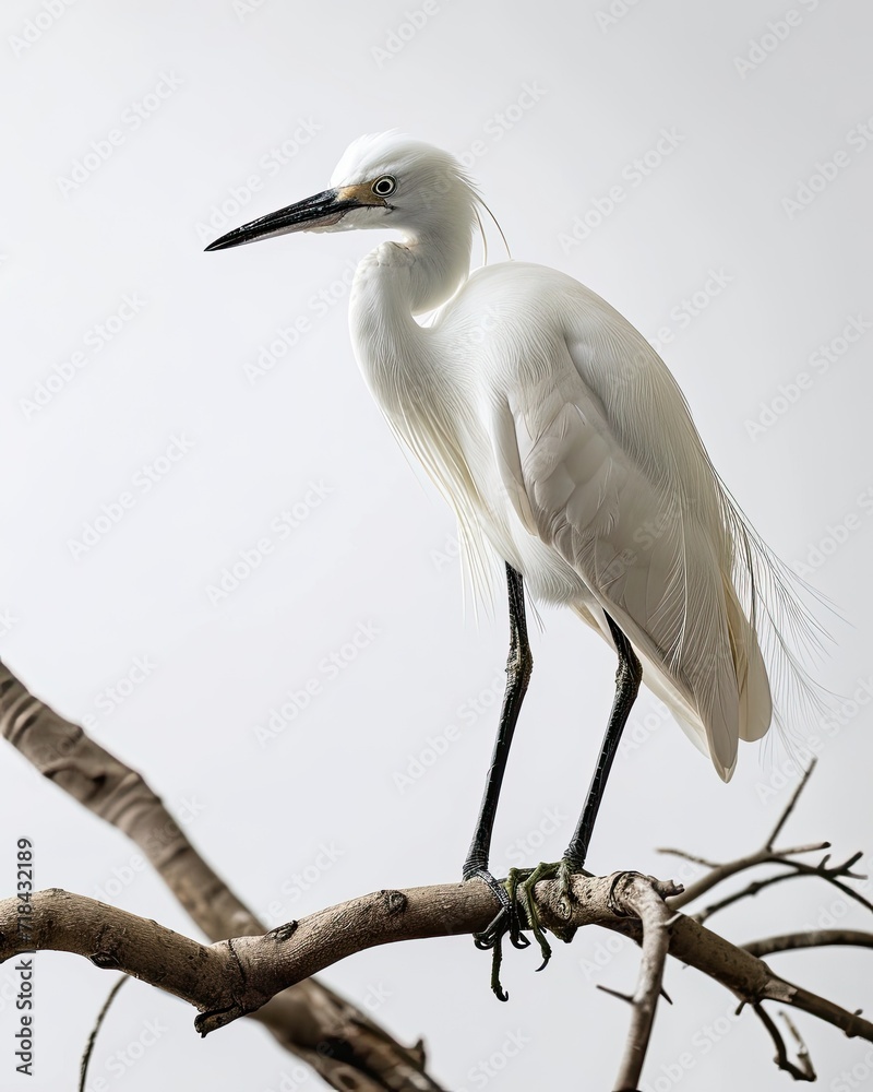 The Little Egret standing on small branches isolated on white AI Generative The Little Egret standing on small branches isolated on white AI Generative