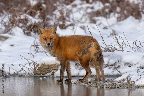 Red Fox in snow and ice along a riverbank 