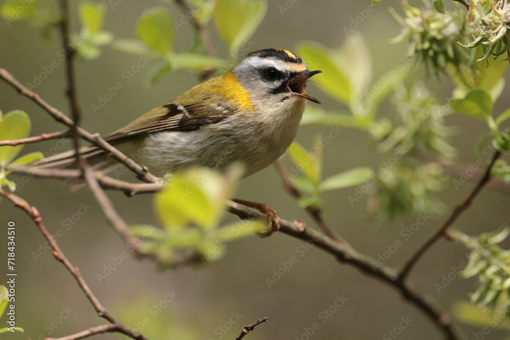 Fototapeta premium Fire crest bird.