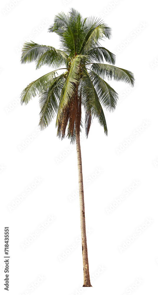 Fototapeta premium Tropical Coconut palm tree isolated on white background with clipping path. 