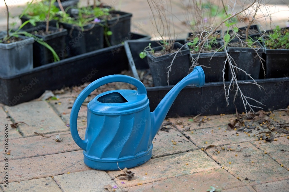 Watering can and new trees on Tu Bishvat Jewish holiday