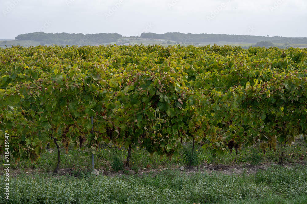 Harvest time in Cognac white wine region, Charente, vineyards with rows of ripe ready to harvest ugni blanc grape uses for Cognac strong spirits distillation, France