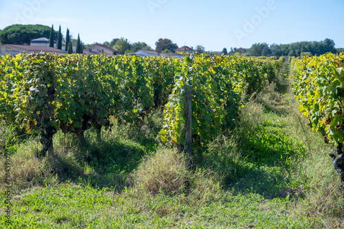 Ripe ready to harvest Semillon white grape on Sauternes vineyards in Barsac village affected by Botrytis cinerea noble rot, making of sweet dessert Sauternes wines in Bordeaux, France photo