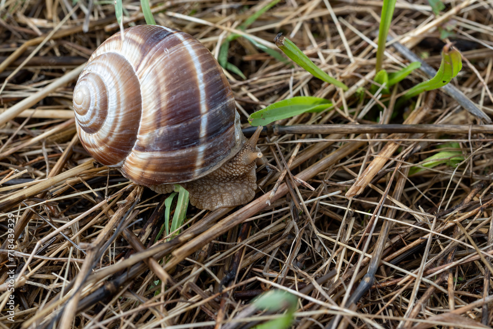 French cuisine, big tasty edible land snails escargot growing on snail farm in Burgugne, France close up French cuisine, big tasty edible land snails escargot growing on snail farm in Burgugne, France close up
