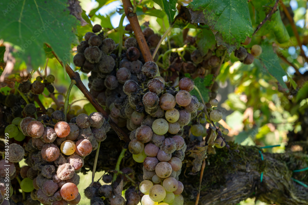 Ripe ready to harvest Semillon white grape on Sauternes vineyards in Barsac village affected by Botrytis cinerea noble rot, making of sweet dessert Sauternes wines in Bordeaux, France