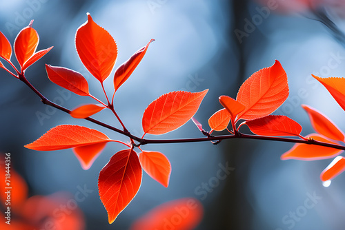 Blurry Red Orange in Spring: Red-orange flowers blooming against a blurry background on branches, the beauty of spring generative ai
