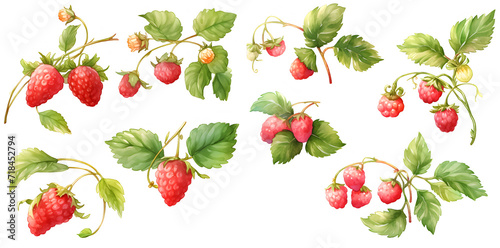 Watercolor raspberry clipart for graphic resources