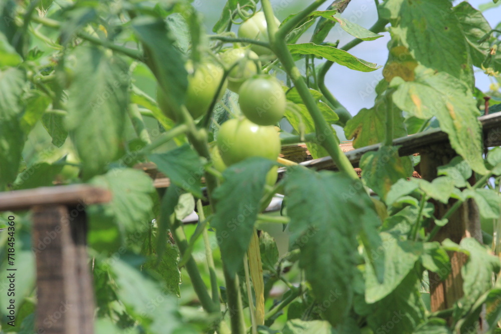 Green tomatoes, unripe tomatoes on the plantation Green tomatoes, unripe tomatoes on the plantation