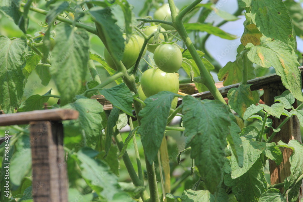 Green tomatoes, unripe tomatoes on the plantation Green tomatoes, unripe tomatoes on the plantation