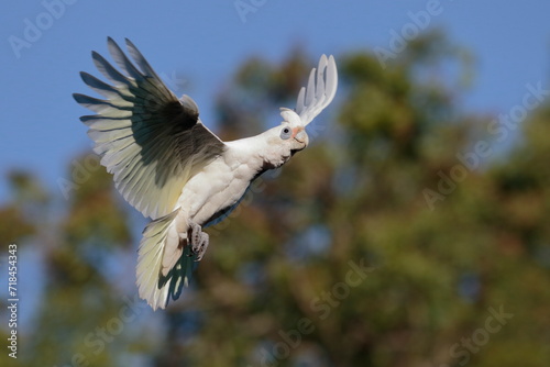 Corella in flight