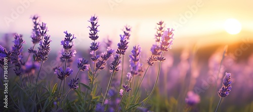 View of a field with purple Lavender flowers and a beautiful sunset view. generative AI