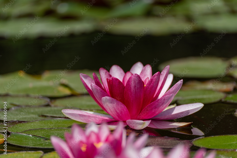 Pink lotus water lily flower in pond, waterlily with green leaves blooming Pink lotus water lily flower in pond, waterlily with green leaves blooming