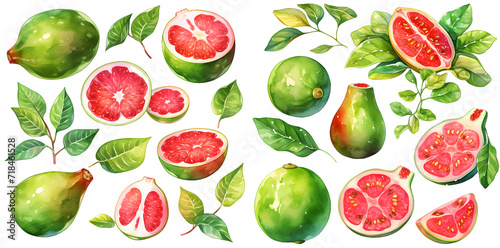 Watercolor guava clipart for graphic resources photo