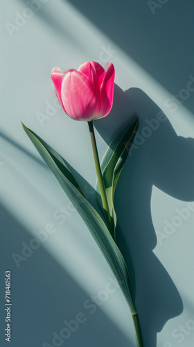 magenta tulip, minimalist still life background photo