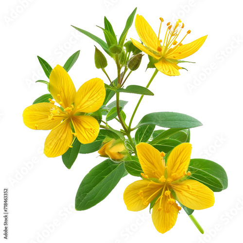 St John's Wort, transparent background, isolated image, generative AI
