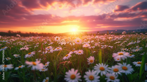 Tranquil sunset over a field of wild daisies with a beautiful sky © boxstock production