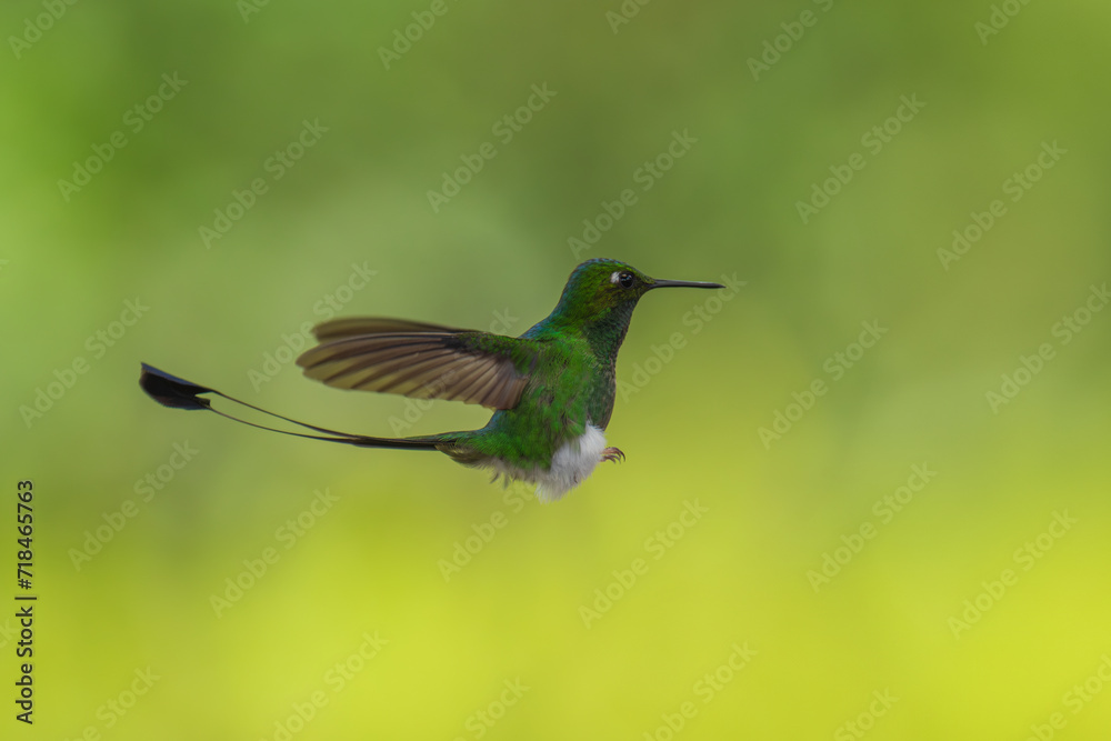 White-booted Racket-tail - Ocreatus underwoodii, green bird of hummingbird in the brilliants, long tail with two flags. 4K resolution, best of Ecuador