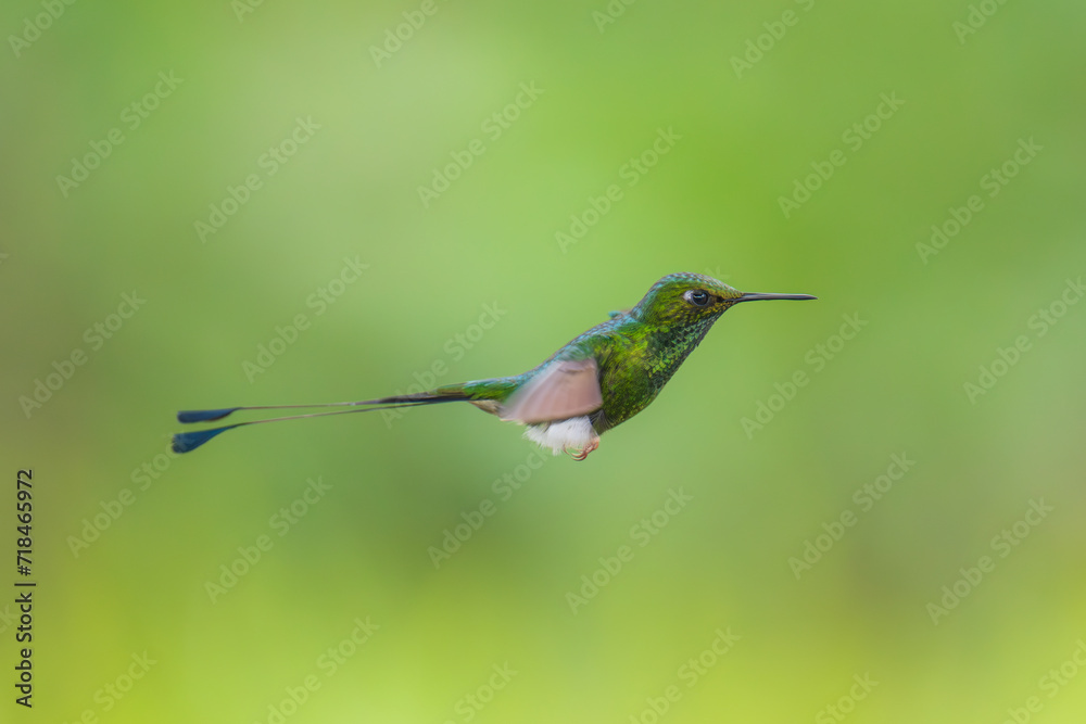 Obraz premium White-booted Racket-tail - Ocreatus underwoodii, green bird of hummingbird in the brilliants, long tail with two flags. 4K resolution, best of Ecuador