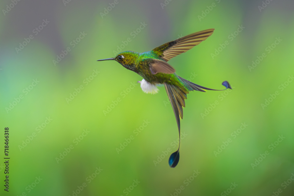 Fototapeta premium White-booted Racket-tail - Ocreatus underwoodii, green bird of hummingbird in the brilliants, long tail with two flags. 4K resolution, best of Ecuador