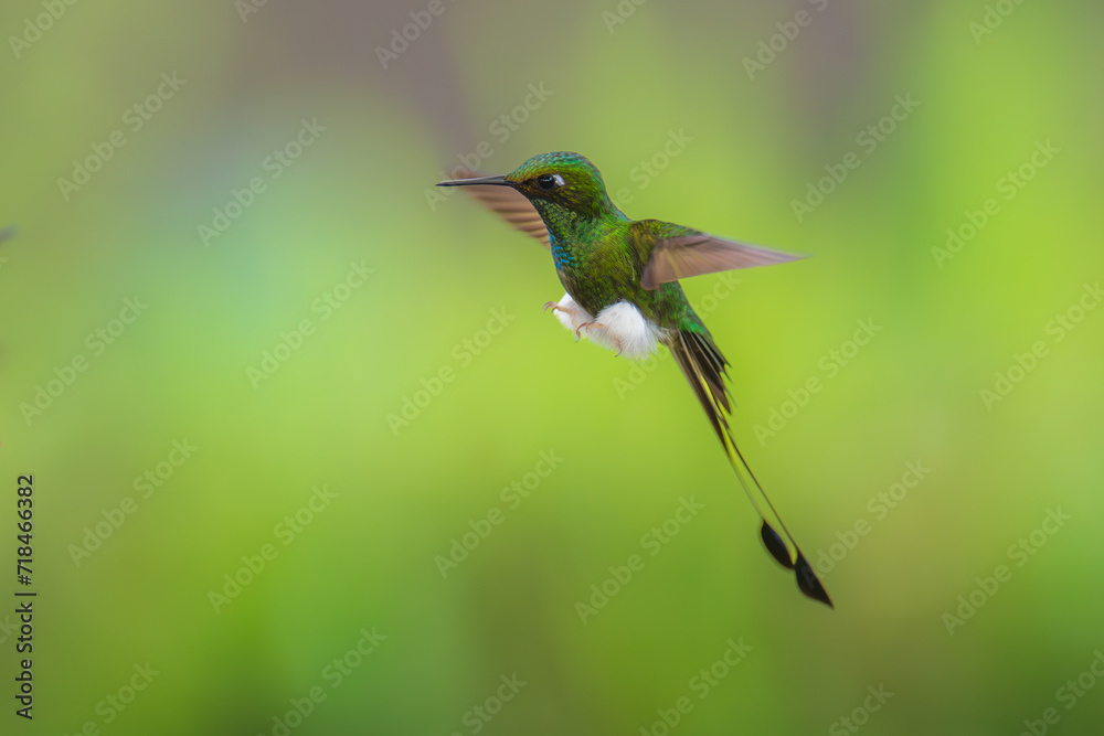 Fototapeta premium White-booted Racket-tail - Ocreatus underwoodii, green bird of hummingbird in the brilliants, long tail with two flags. 4K resolution, best of Ecuador