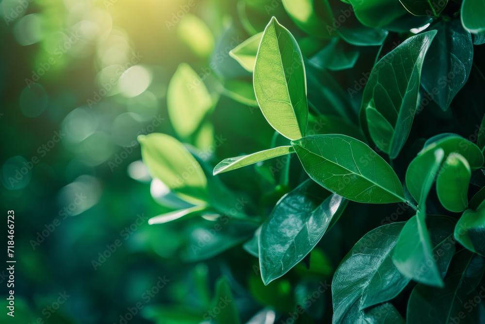 Nature of green leaf in garden at summer. Nature of green leaf in garden at summer.
