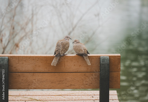 Canvas Print Love Birds on Park Bench