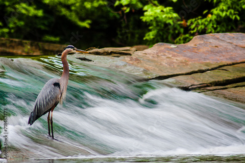 Hunting Heron, David Fortier River Park, Olmsted Falls, Ohio photo