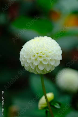 Lovely Flowers