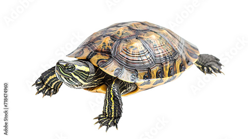 turtle on transparent background