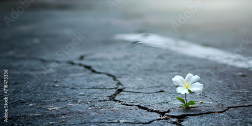 flower growing in crack, white little daisy began of new life, your patience in hard means alot  photo