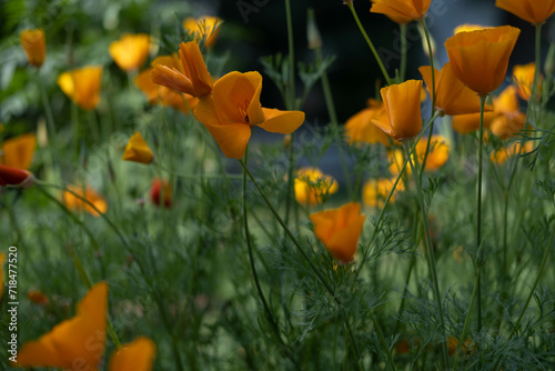 A close-up shot of a beautiful orange Escholtia flower growing in a field among green plants.