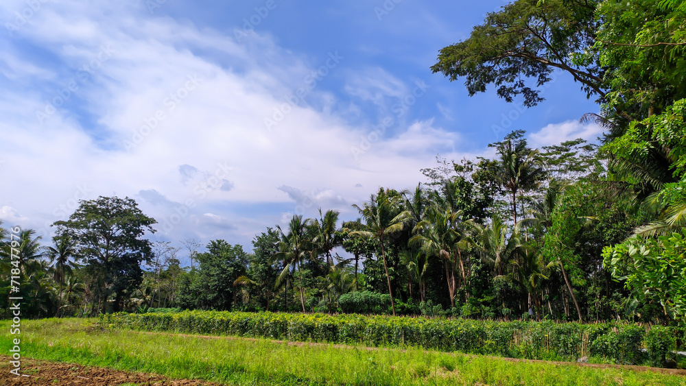 Fototapeta premium View of rice fields with trees and blue sky in Indonesia