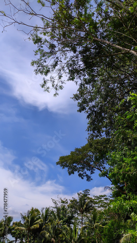 Portrait view of beautiful blue sky with trees © mryanfahrudin1