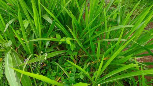 Photo of fresh green wild grass, alang alang