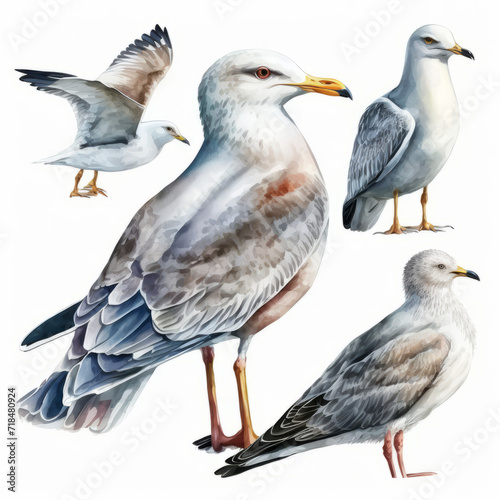 Set of seagulls watercolor
