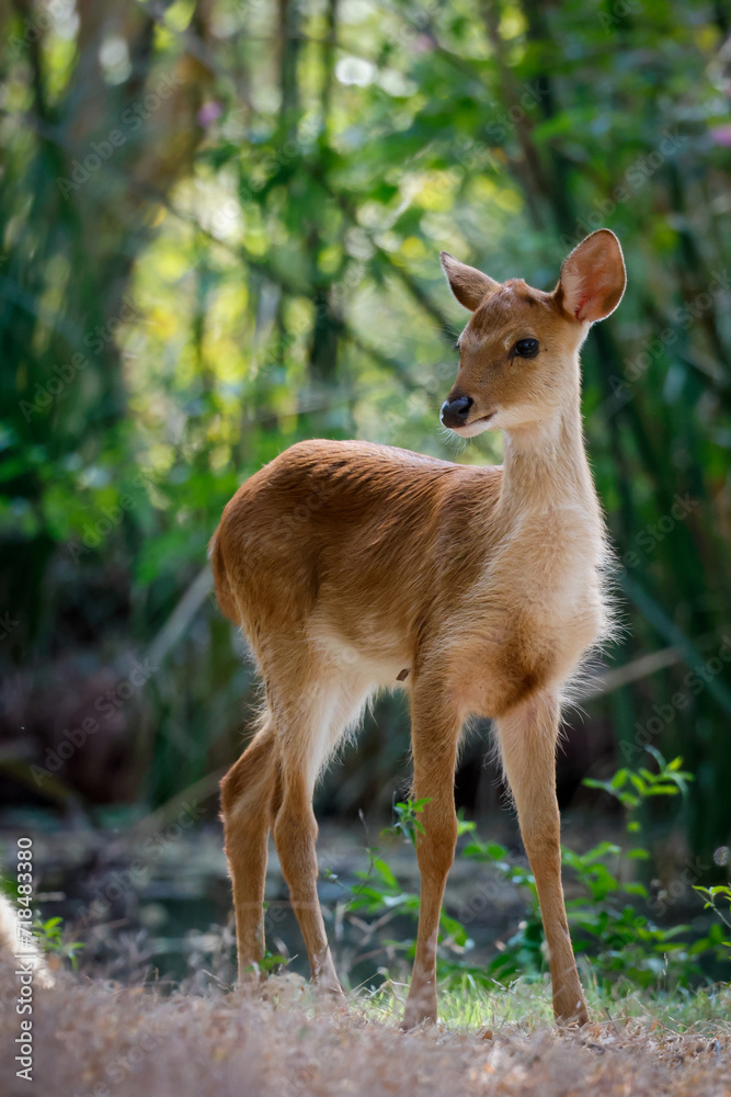 Fototapeta premium Eld's deer (Rucervus eldii or Panolia eldii), also known as the thamin or brow-antlered deer, is an endangered species of deer