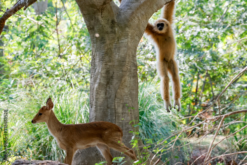 Lar gibbon (Hylobates lar), also known as the white-handed gibbon and Eld's deer (Rucervus eldii or Panolia eldii), also known as the thamin or brow-antlered deer are playing together.