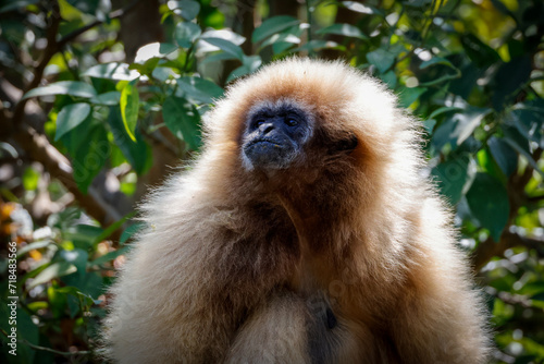 Close up, face of White Handed Gibbon or Commom Gibbon in Tropical forest. photo