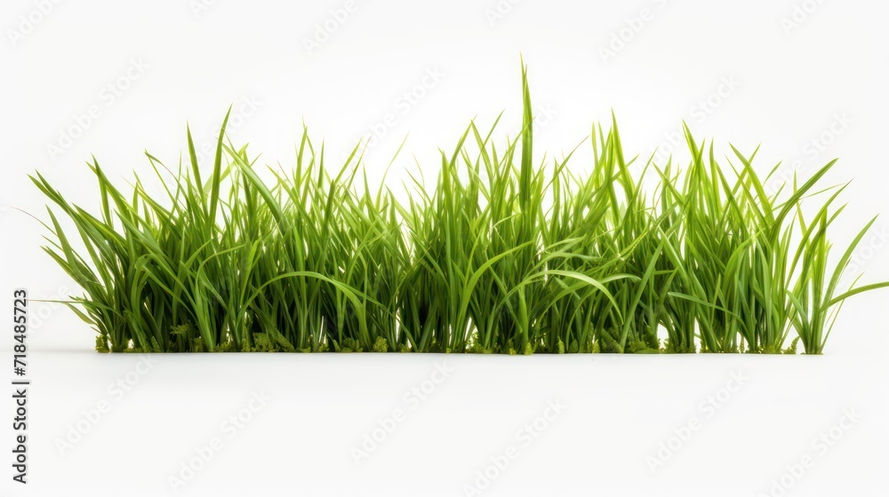 A green grass Fresh on a white isolated transparent background. A green grass Fresh on a white isolated transparent background.