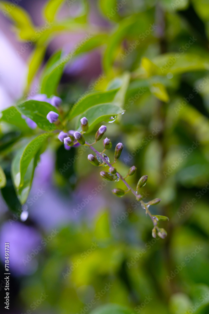 Background Photography. Plants Closeup. Close up of dew drops on dangling plants. A few dew drops in the morning. Shot in macro lens. Bandung, Indonesia Background Photography. Plants Closeup. Close up of dew drops on dangling plants. A few dew drops in the morning. Shot in macro lens. Bandung, Indonesia