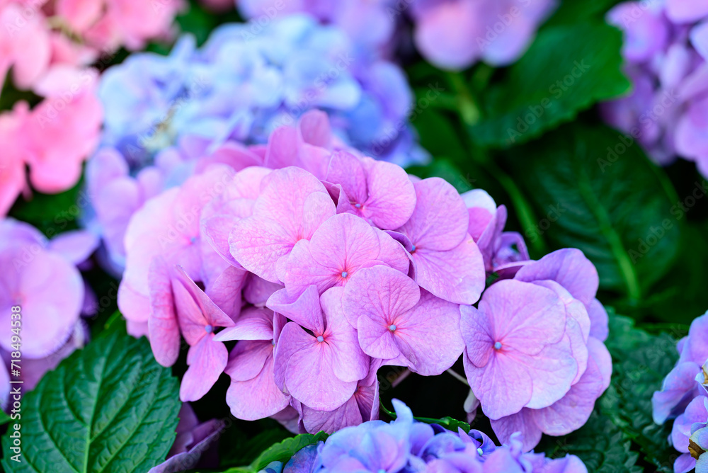 Purple and blue hydrangea flowers blossom in the ornamental garden