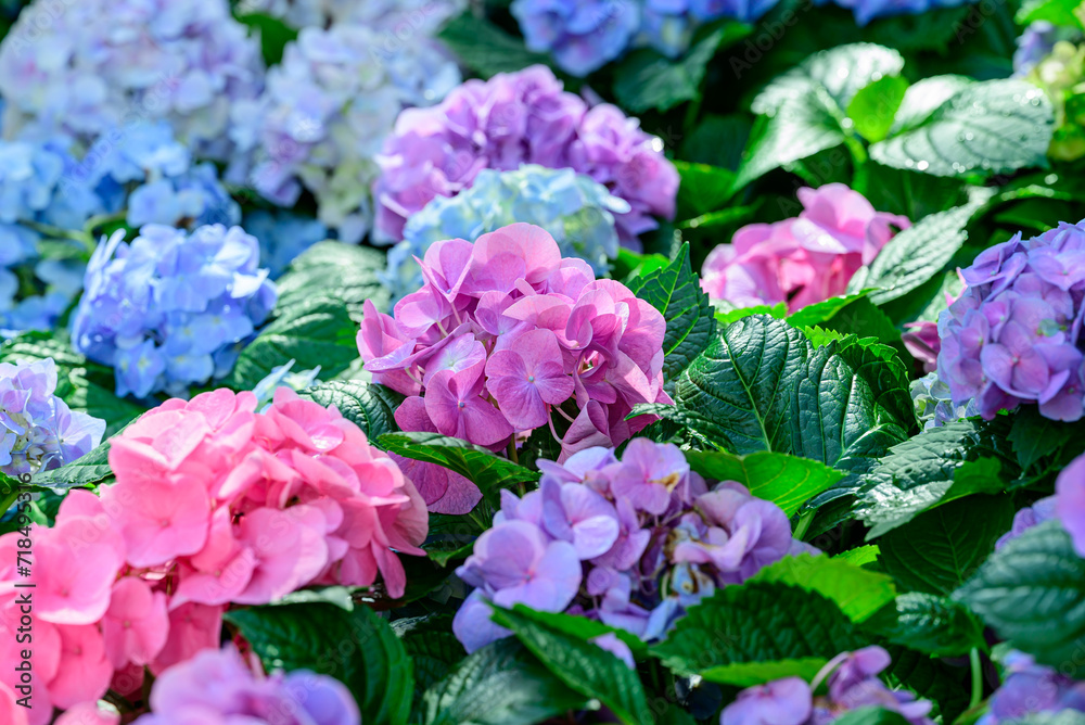 Pink and blue hydrangea flowers blossom in the ornamental garden Pink and blue hydrangea flowers blossom in the ornamental garden
