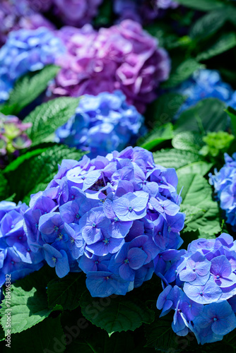 Blue hydrangea flowers blossom in the ornamental garden