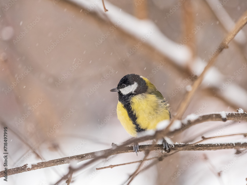 Obraz premium Cute bird Great tit, songbird sitting on the fir branch with snow in winter