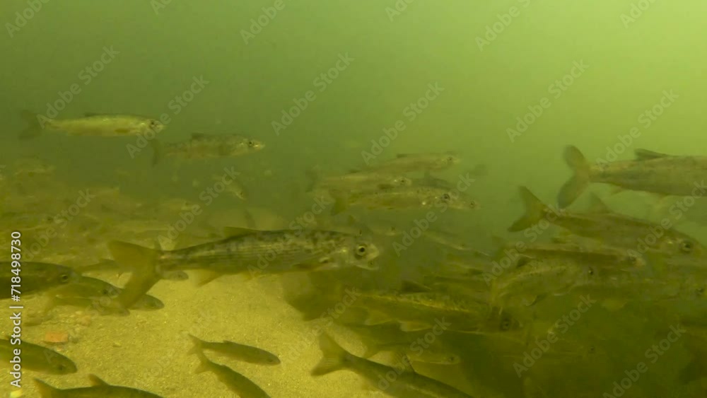 Underwater closeup of school of small freshwater fish swimming in clear river Underwater closeup of school of small freshwater fish swimming in clear river
