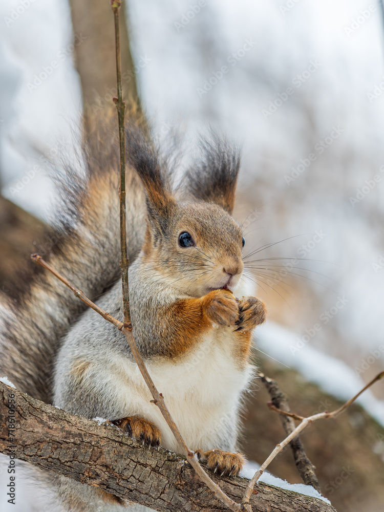 The squirrel with nut sits on tree in the winter or late autumn The squirrel with nut sits on tree in the winter or late autumn