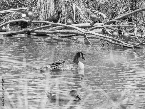 Travis Wetlands 16th January 2024 photo