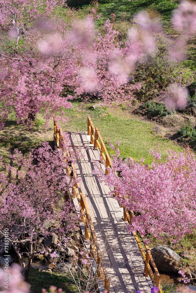 Beautiful pink cherry trees blooming extravagantly at around of a yellow wooden bridge in Park, Thailand, Spring scenery of Chiang Mai countryside with amazing sakura (cherry) blossoms