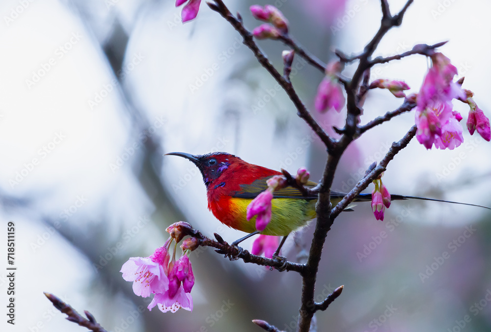Fototapeta premium Beautiful bird, Mrs. Gould's Sunbird; Aethopyga gouldiae Male Birds of Thailand. Bird on Cherry Blossom, Wild Himalayan Cherry